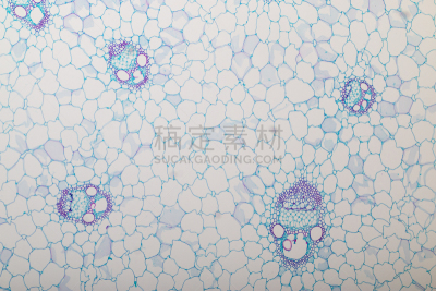 显微镜,在下面,横截面,植物茎,教室,脑部,水平画幅,木质部,无人,科学