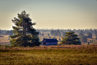 Golden autumn in the Lüneburg Heath near Undeloh