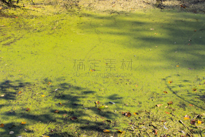 浮萍,绿藻,水面,浮游生物,簇叶从生的,自然,水平画幅,无人,藻类,抽象