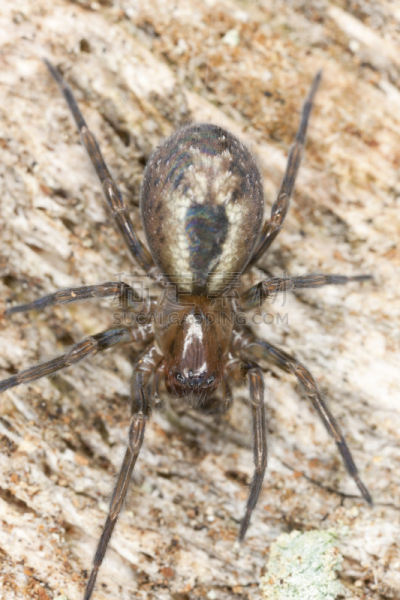 mesh-web spider,木制,蜘蛛,蹼足,花边,垂直画幅,褐色,动物身体部位,蜘蛛纲,怪异