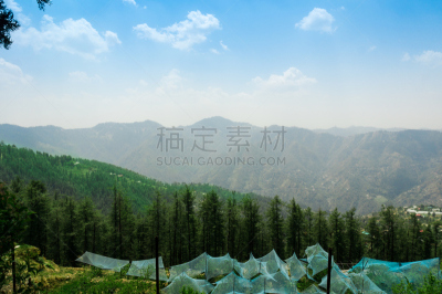 山,西姆拉,绿色,苹果园,欧洲赤松,帐篷,天空,水平画幅,无人,户外