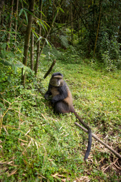 parc national des volcans,金丝猴,卢旺达,猴子,自然,垂直画幅,野生动物,美国,绿色,非洲