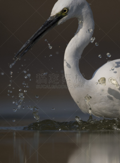 小白鹭,垂直画幅,水,无人,鸟类,鹭科,膳食,野外动物,户外,湖
