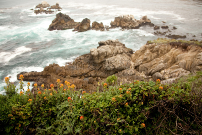 橙色,开花植物,高视角,岩石海岸线,罗博斯角州立保护区,卡麦尔,自然,水,美国西部,美国