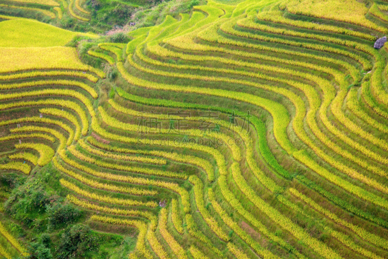 稻,梯田,龙脊梯田,农业,传统,桂林,景观设计,食品,环境,枝繁叶茂