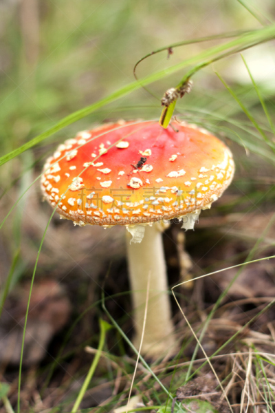 毒蝇菇,蘑菇,特写,自然,红色,季节,斑点,秋天,垂直画幅,饮食