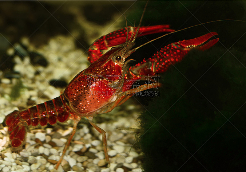 自然,野生动物,水平画幅,无人,水下,海洋,红色,螃蟹,2015年,动物