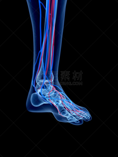动物足,有序,垂直画幅,无人,蓝色,绘画插图,科学,计算机制图,计算机图形学,生物学