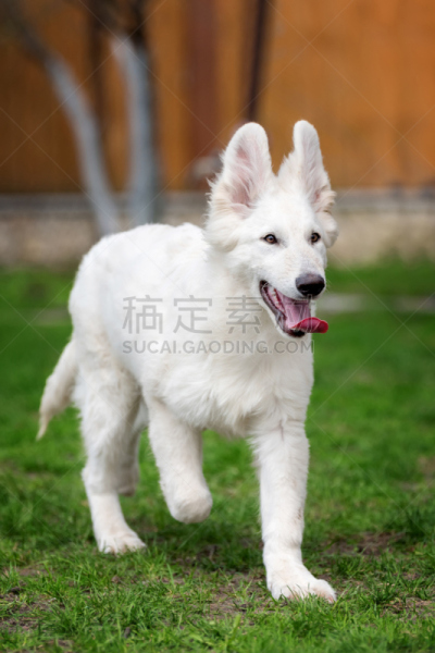 德国牧羊犬,白色,富塞,牧羊犬,牧羊人,动物头,犬科的,宠物,欢乐,垂直画幅