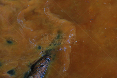 红藻,浮油,2000到2009,水,留白,水生植物,水平画幅,无人
