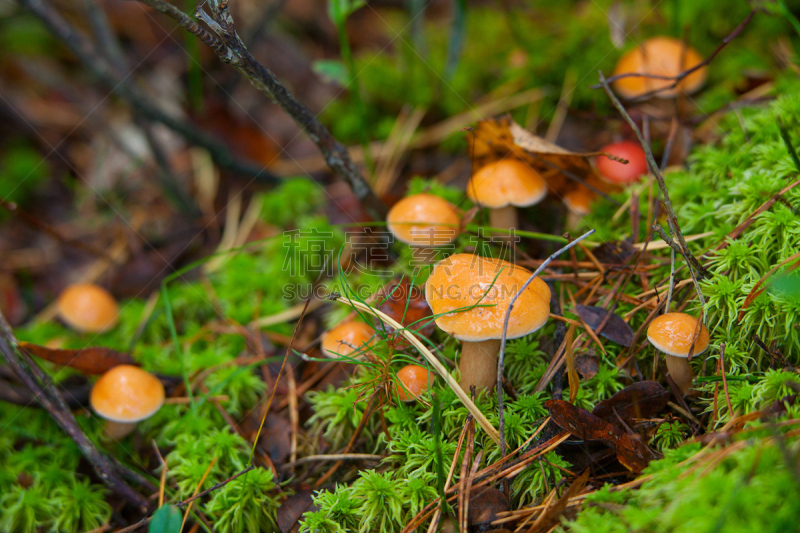 生食,食用菌,森林,自然美,草菇,羊肚菌,porcini mushroom,绿色背景,美,水平画幅