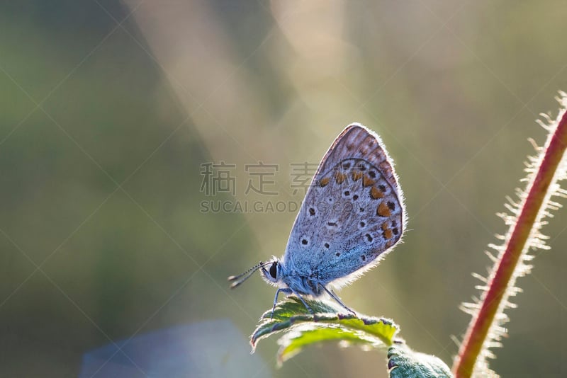 叶子,蝴蝶,小的,早晨,动物身体部位,夏天,大眼斑雉,风景,大特写,无脊椎动物