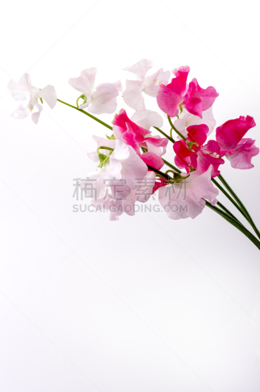 香豌豆,垂直画幅,留白,春天,植物,无人,柔和色,花瓣,影棚拍摄,摄影