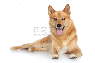 芬兰波美拉尼亚丝毛狗,褐色,幸福,纯种犬,水平画幅,斯皮茨狗,肖像,幼小动物,动物主题,影棚拍摄