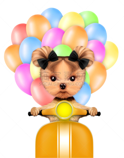 气球,可爱的,小狗,小型摩托车,爱人海滩,约克郡犬,摩托车比赛,安全帽,摩托车,梗犬