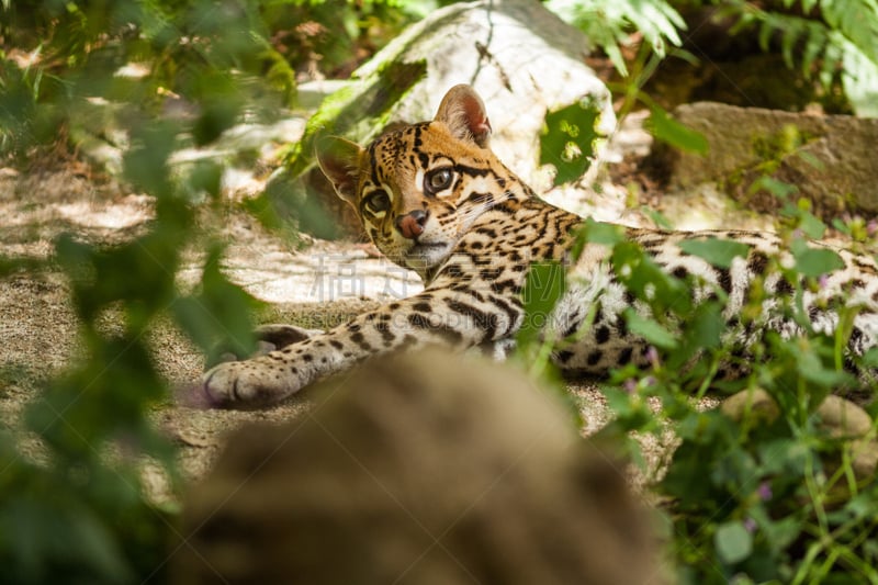 南美洲虎猫,砂锅焖煮菜,美洲豹,自然,水平画幅,无人,背景聚焦,巨大的,热带雨林,野外动物