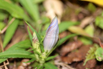 龙胆属植物,秋天,蚂蚁,自然,花蕾,植物,水平画幅,小的,无人,百合花