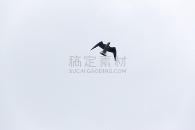 海鸥,侧面像,塔姆沃思,史塔福郴,复杂,复杂性,选择对焦,天空,美,公园