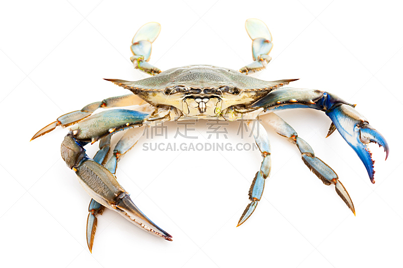 蓝蟹,水平画幅,可爱的,蓝色,海产,动物身体部位,螃蟹,触角,白色,动物
