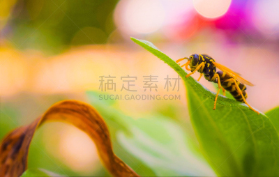 四季,水平画幅,匈牙利,无人,夏天,昆虫,黄蜂,摄影