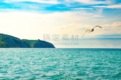 天空,海鸥,水,风,度假胜地,水平画幅,云,鸟类,动物身体部位,不能飞的鸟