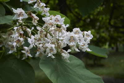 梓木,公园,水平画幅,枝繁叶茂,无人,夏天,户外,特写,白色,植物
