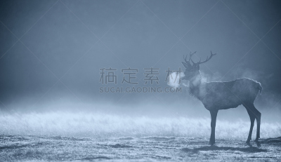 马鹿,雄鹿,雾,海洋,自然,野生动物,水平画幅,驼鹿,早晨,野外动物