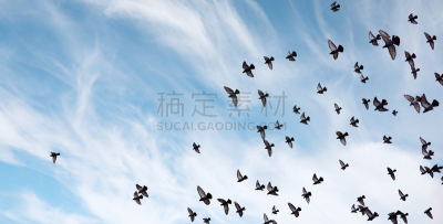 天空,鸟类,两翼昆虫,鸽子,桨叉架船,羊群,美,风,水平画幅,形状