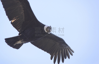 安第斯秃鹫,南美,天空,风,秃鹰,水平画幅,盾,传统,符号,鸟类