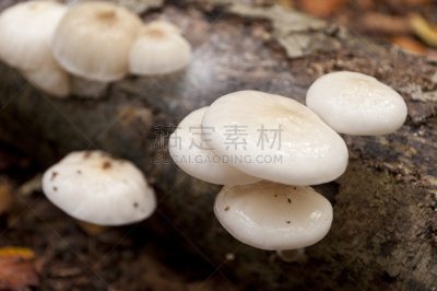瓷样伞菇,木制,死亡的植物,浮木,自然,水平画幅,秋天,无人,蘑菇,树林