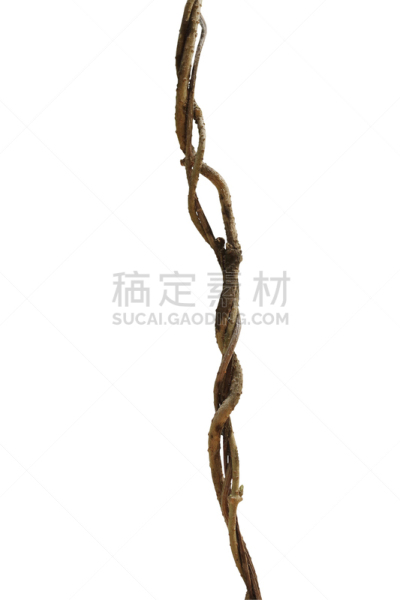 白色背景,分离着色,黄花九轮草,干的,有蔓植物,背景分离,攀缘植物,花蕾,藤蔓植物,死的