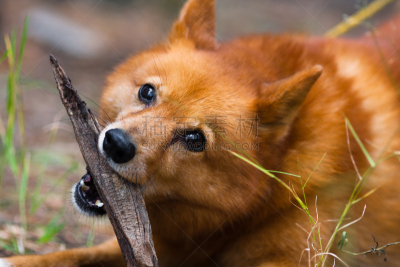 进行中,猎犬,芬兰波美拉尼亚丝毛狗,莱卡犬,宠物项圈,水平画幅,户外,图像,友谊,狗