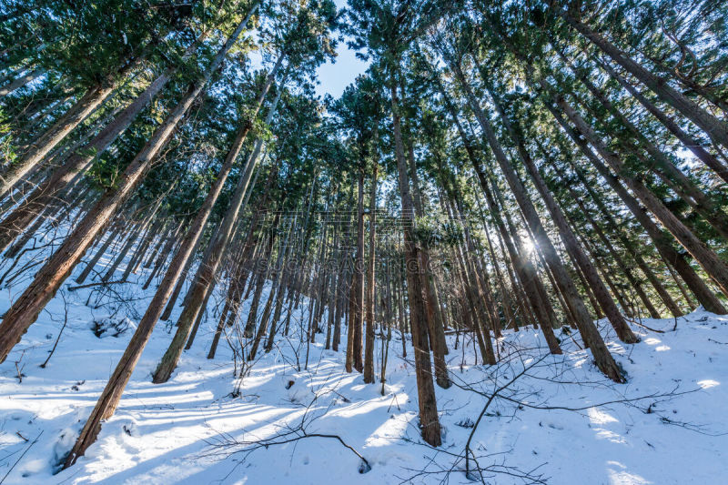 雪,森林,水,天空,公园,水平画幅,长野县,无人,阴影,户外