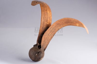 尤脑香科树,自然,褐色,式样,直升机,水平画幅,形状,水果,做,弯曲