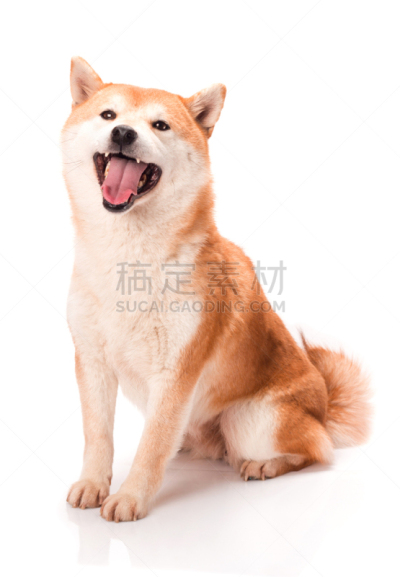 白色背景,垂直画幅,褐色,纯种犬,小的,可爱的,无人,小狗,海老寿司,犬科的