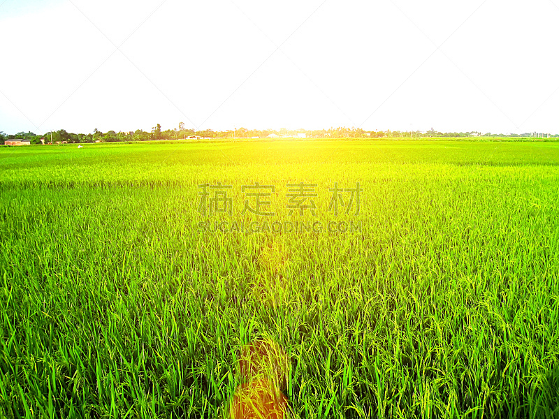 稻田,自然,水平画幅,无人,蓝色,户外,泰国,越南,山,亚洲