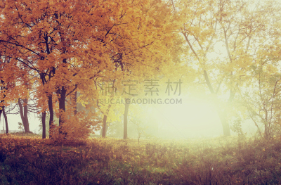 自然,秋天,森林,背景,图像特效,晴朗,ins风,水平画幅,无人,早晨