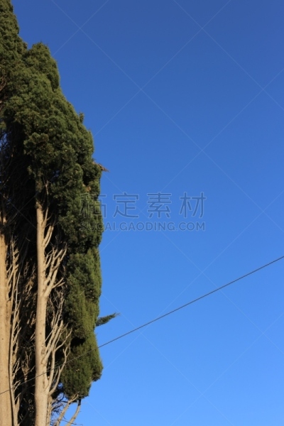 柏树,金属丝,秃树,蓝色,天空,象鼻,电缆,垂直画幅,枝繁叶茂,树木造型