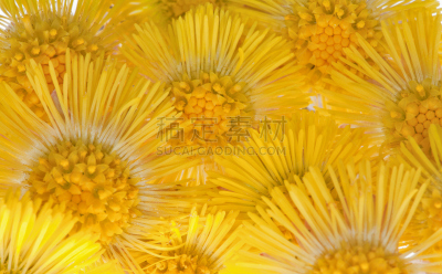 黄色,背景,加莱克斯草,水平画幅,无人,组物体,草本,春天,植物,彩色图片