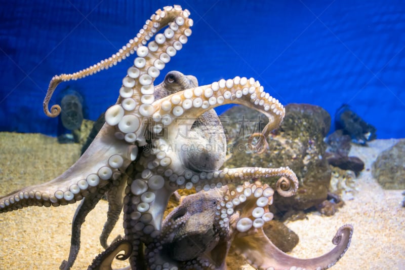 水族馆,海洋,八爪魚,水,水平画幅,水下,膳食,肉,触须,螃蟹