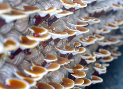 灵芝,美,农场,稀缺,地衣,食用菌,褐色,水平画幅,纹理效果,传统