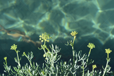 海茴香,自然,水,芳香的,水平画幅,无人,夏天,户外,野生植物,海洋