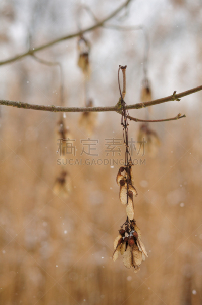 枫树的翅果,自然,垂直画幅,图像聚焦技术,选择对焦,寒冷,雪,无人,户外,图像