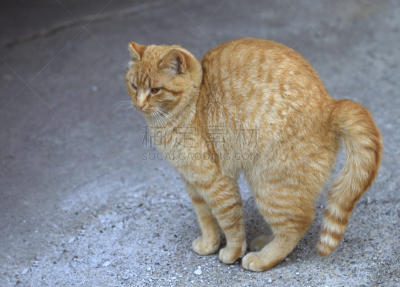 可爱的,猫,头发,毛皮,墨西哥火桶仙人掌,水平画幅,家畜,猫科动物,乌克兰,动物身体部位