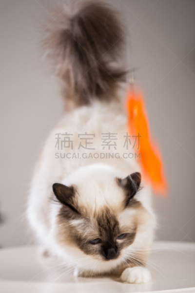 猫,室内,灵性,垂直画幅,正面视角,美,褐色,缅甸,俄罗斯人,外立面