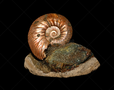 菊石,黄铁矿,古生物学,侏罗纪,动物骨骼,化石,自然,矿物质,无脊椎动物,史前时代