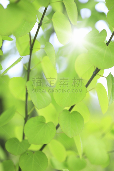 绿色,清新,叶子,连香树,自然,垂直画幅,无人,日本,光,植物
