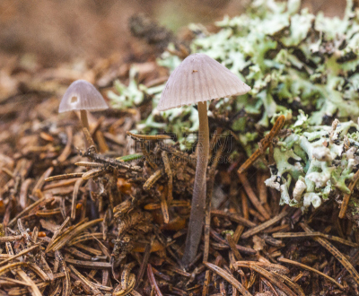 一个物体,褐色,水平画幅,苔藓,早晨,时间,户外,草,想法,田地