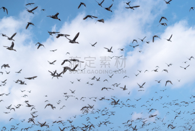 针尾鸭,鸭子,地面,水,褐色,水平画幅,无人,旭川,鸟类,户外