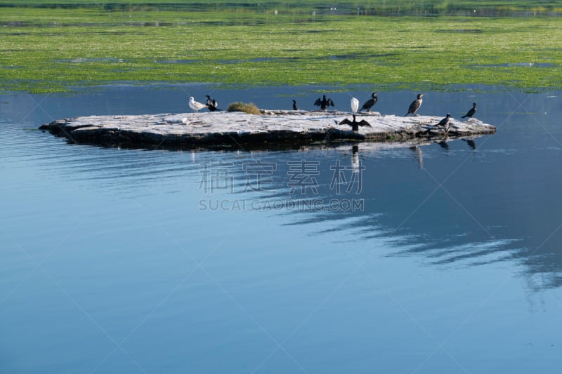 鸟岛,亚洲,自然,伊兹密尔,野生动物,风景,图像,野外动物,自然美,水禽